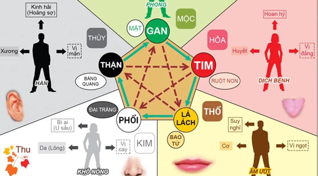 Mối liên quan giữ tạng phủ và ngũ hành tương ứng